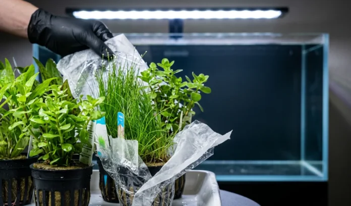 UNS 90 aquascaping video with aquarium plants UNS 90 aquascaping video with aquarium plants