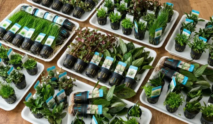 How to quarantine new aquarium plants How to quarantine new aquarium plants