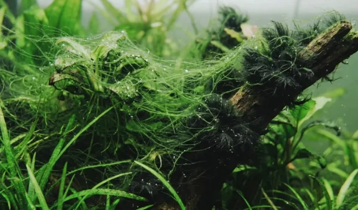 Aquarium algae: 7 common types, signs and causes Aquarium algae: 7 common types, signs and causes